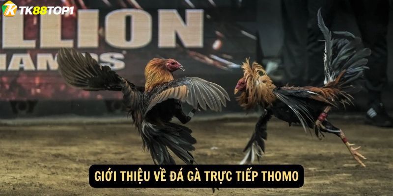 Thông tin về quy định chung trong trận đá gà Thomo