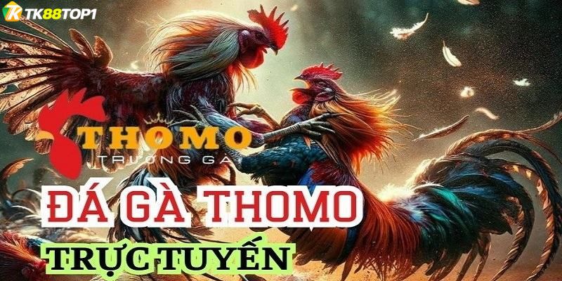 Tổng quan về hình thức đá gà Thomo